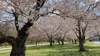Cherry Blossoms in Fairmount Park 🌸 Philadelphia