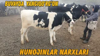 Yangiqo'rg'on Mol Bozori  yosh hunojinlar