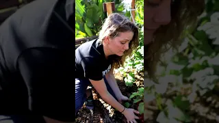 Get the most potatoes out of your garden!