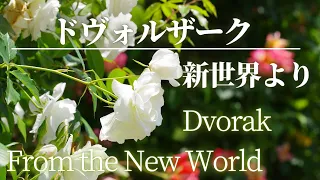 【名曲クラシック】ドヴォルザーク の名曲から  交響曲第9番ホ短調Op.95 「新世界より」Dvorak Symphony N0.9 From the New World  BGM
