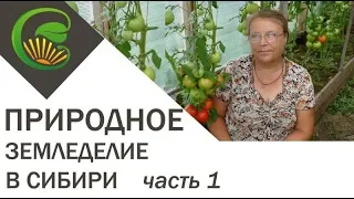 Природное земледелие в Сибири