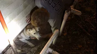 Firefighters rescue dog trapped under shed