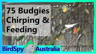 75 Budgies Chirping, Singing, Playing and Feeding | BirdSpyAus