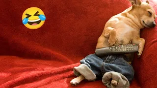 Funny Animal Videos Part 109||Funniest Dog videos 2023||@Funny Animals World