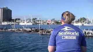 A Second Chance: Behind the Rescue | SeaWorld San Diego