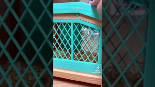 Unboxing Little Live Pets Mama Surprise guinea pigs Audreyteguh