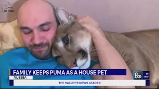 Family keeps puma as house pet