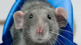 Зачем крысам хвост? Почему у крысы лысый хвост? Можно ли брать крысу за хвост?