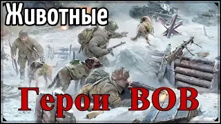 ЖИВОТНЫЕ-ГЕРОИ ВОВ