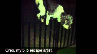 Escape artist Oreo
