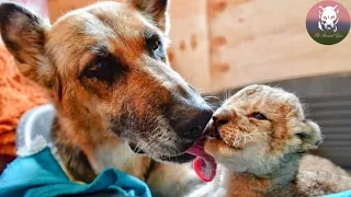 Two Little Lion Cubs Raised by a Mother Dog