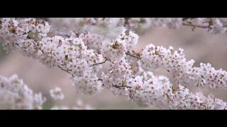 POEM OF JAPAN 🇯🇵 - Enrique Pastor & Rodrigo Rodríguez (Guitar & Shakuhachi) BEAUTIFUL Japanese Music