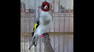 Седоголовый щегол / grey headed goldfinch