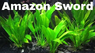 Amazon Sword Facts | Care Guide | Amazon Aquatic Plant | Amazing Aquatic Life | Aquarium Plant |