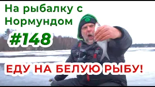 Еду НА БЕЛУЮ РЫБУ! / На рыбалку с Нормундом #148