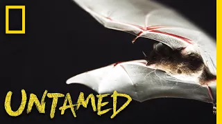 Lesser Long-Nosed Bat | Untamed