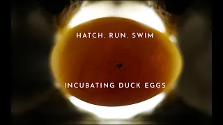 Incubating Ducks Eggs From Start To Finish