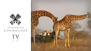 Giraffes Mating - Londolozi TV