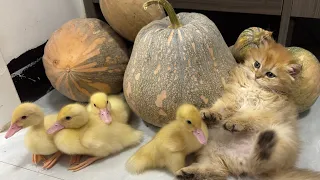 Cute kitten invites ducklings to play together!Daily life records of kittens and ducklings