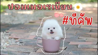 ปอมเมอเรเนียนทีคีพ #ปอม #ปอมเมอเรเนียน #pomeranian #pomeranianpage #ขายปอมกรุงเทพ #pomeranianpuppy