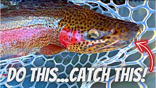 Fly Fishing for BIG Trout w/Pro Tips While Fishing!