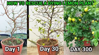 मरते हुए नींबू के पौधे को कैसे बचाएं | How To Revive any dying plant in 4 easy steps, With Updates