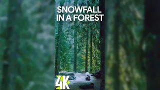4K Snowfall in a Mysterious Forest for Vertical Screens - 3 HRS White Noise for Sleep