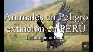 Animales en peligro de extinción en PERÚ 🙄  Listado actualizado