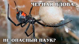 ЧЕРНАЯ ВДОВА: Мифы о самом опасном для человека пауке-каннибале | Интересные факты про пауков