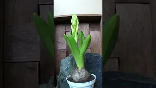 Nature Way To Grow (Hyacinth Flower In Time Lapses) #Shorts