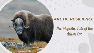 Arctic Resilience: The Majestic Tale of the Musk Ox