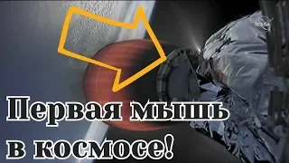 По ракете Илона Маска, которая летела в космос, бегала мышь.