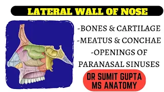 LATERAL WALL OF NOSE: BONY FEATURES| concha | meatus |