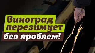 Надежный способ зимовки винограда.  Зимует отлично