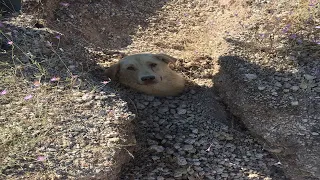 Her Whole Family Was Buried In A Landslide, She Cried Out In Agony Begging For Help With The Puppy