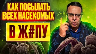 Как посылать всех насекомых в жопу? Денис Байгужин.