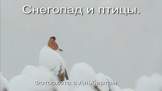 Фотоохота с Альбертом. Снегопад и птицы.