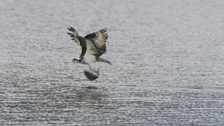 Osprey Fishing at Beaverdam Reservoir