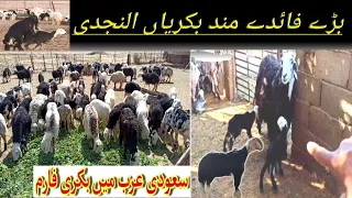 goat from in SaudiArabia(بکری فارم)#goat-meeting#goat-breeding How the two beautiful goats cute baby