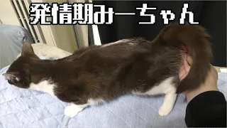 発情期猫みーちゃん、甘えにくる…あっつい！…さくっと綿棒にて収める、初夏の熱はたまりません