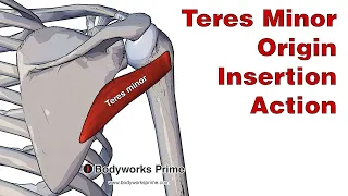 Teres Minor Anatomy: Origin, Insertion & Action