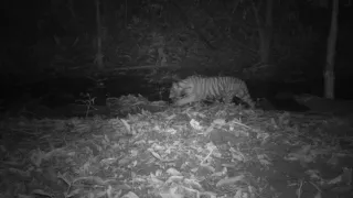 Malayan tiger and cubs captured on WWF-Malaysia's camera traps