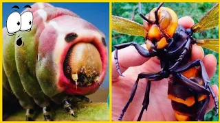 30 Most Dangerous Insects In The World