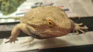 MALE BEARDED DRAGON PUBERTY | When does it happen? What changes? Why So AGGRESSIVE