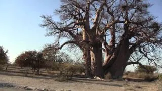Chapman's Baobab in Botswana