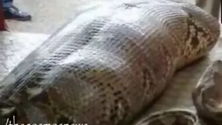 Python eats Drunk man alive in India