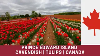 Prince Edward Island | Canada | Charlottetown | Cavendish Beach | Nova Scotia | PEI Ferry |  Tulips