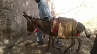 super Murrah male donkey meeting first time in village