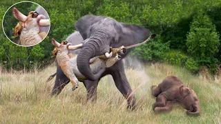 Tragic! Mother Elephant Madly Kills The Lions To Avenge The Death Of The Baby Elephant