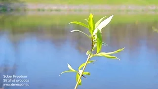 Willow Symbolism in Chinese Tradition